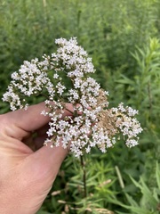 Valeriana