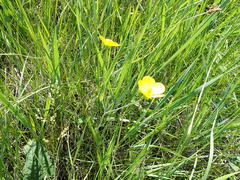 Ranunculus illyricus