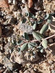 Euphorbia micromera