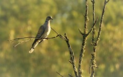 Streptopelia turtur