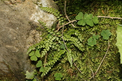 Asplenium viride