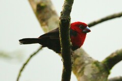 Spermophaga ruficapilla