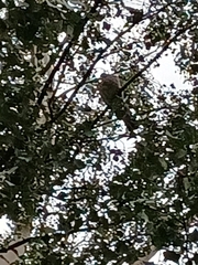 Columba palumbus palumbus