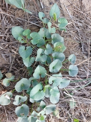 Calystegia soldanella