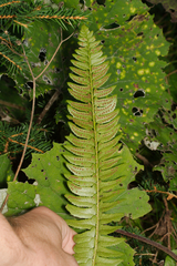 Polystichum lonchitis