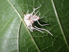 Gibellula