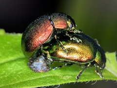 Chrysolina herbacea