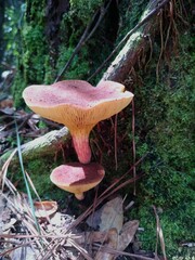 Phylloporus leucomycelinus