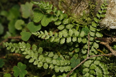 Asplenium viride