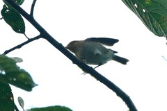 Phylloscopus laetus