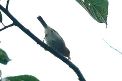 Phylloscopus laetus