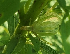 Oecanthus nigricornis