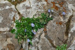 Campanula