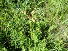 Filipendula vulgaris