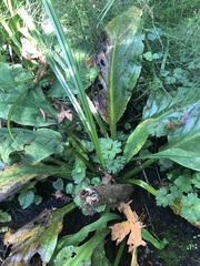 Lysichiton americanus