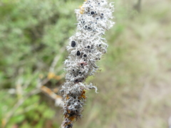 Laetisaria lichenicola