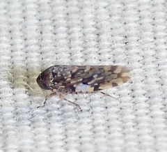 Xestocephalus tessellatus
