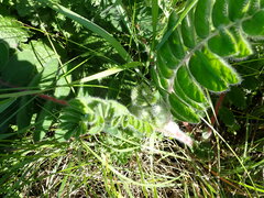 Astragalus dasyanthus
