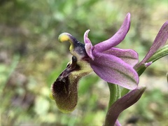 Ophrys tenthredinifera