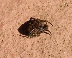 Parawixia