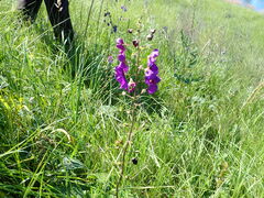 Verbascum phoeniceum