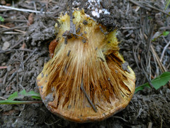 Cortinarius verrucisporus