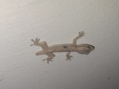 Gekkonidae