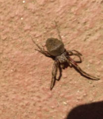 Parawixia