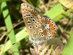 Polyommatus icarus