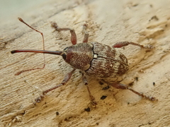 Curculio betulae