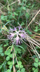 Dianthus superbus