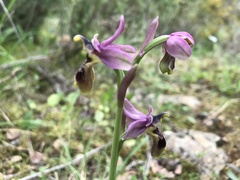 Ophrys tenthredinifera