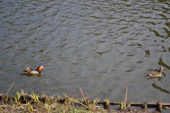 Aix galericulata