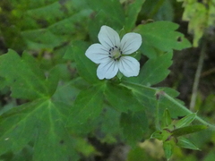 Geranium sibiricum