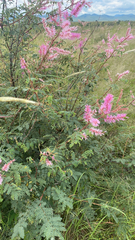 Mimosa dysocarpa