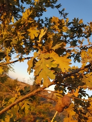 Andricus quercustozae