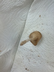 Singerocybe phaeophthalma