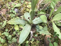 Ophrys tenthredinifera