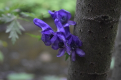 Aconitum napellus