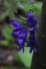Aconitum napellus