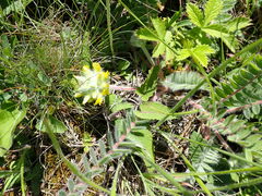 Astragalus dasyanthus