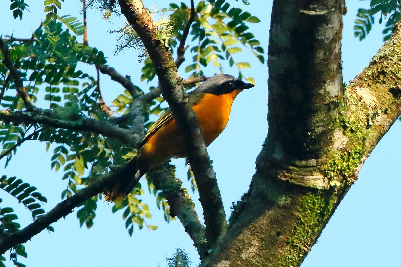 Many-coloured Bushshrike illustration