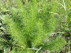 Adonis vernalis