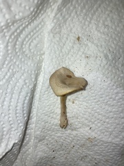 Singerocybe phaeophthalma