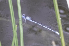 Enallagma doubledayi