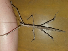 Bactrododema tiaratum