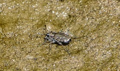 Cicindela repanda