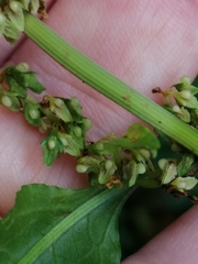 Rumex