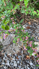 Lespedeza virginica