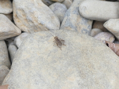 Eumodicogryllus bordigalensis